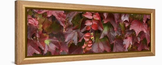 Close up of autumn leaves-Panoramic Images-Framed Premier Image Canvas