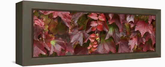 Close up of autumn leaves-Panoramic Images-Framed Premier Image Canvas