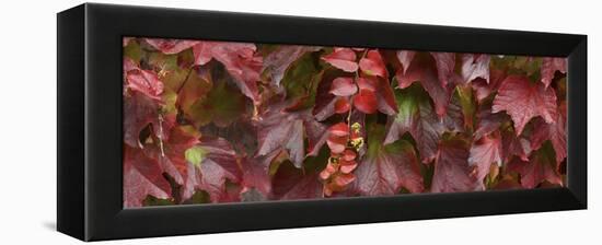 Close up of autumn leaves-Panoramic Images-Framed Premier Image Canvas