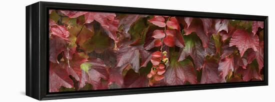 Close up of autumn leaves-Panoramic Images-Framed Premier Image Canvas