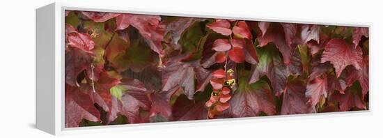 Close up of autumn leaves-Panoramic Images-Framed Premier Image Canvas