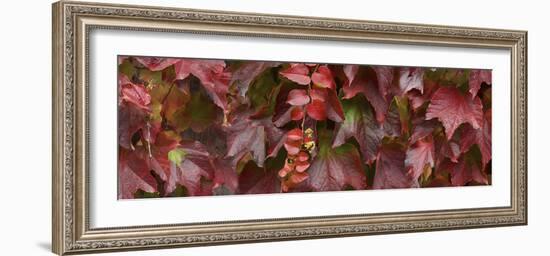 Close up of autumn leaves-Panoramic Images-Framed Photographic Print