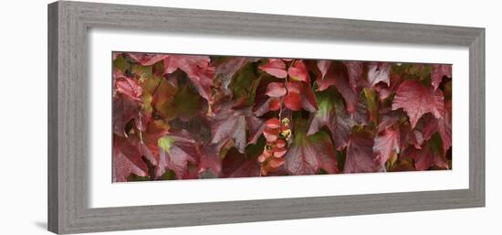 Close up of autumn leaves-Panoramic Images-Framed Photographic Print