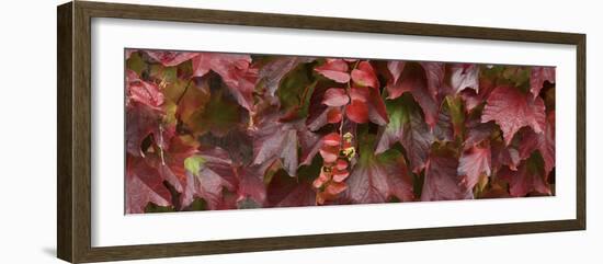 Close up of autumn leaves-Panoramic Images-Framed Photographic Print