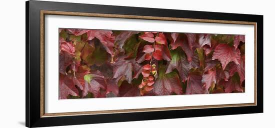 Close up of autumn leaves-Panoramic Images-Framed Photographic Print