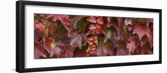 Close up of autumn leaves-Panoramic Images-Framed Photographic Print