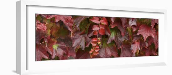 Close up of autumn leaves-Panoramic Images-Framed Photographic Print