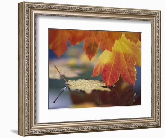 Close-up of Autumn Vine Maple Leaves Reflecting in Pool of Water, Bellingham, Washington, USA-Steve Satushek-Framed Photographic Print