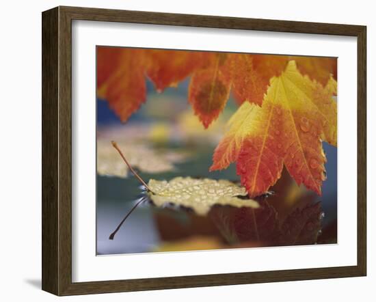 Close-up of Autumn Vine Maple Leaves Reflecting in Pool of Water, Bellingham, Washington, USA-Steve Satushek-Framed Photographic Print