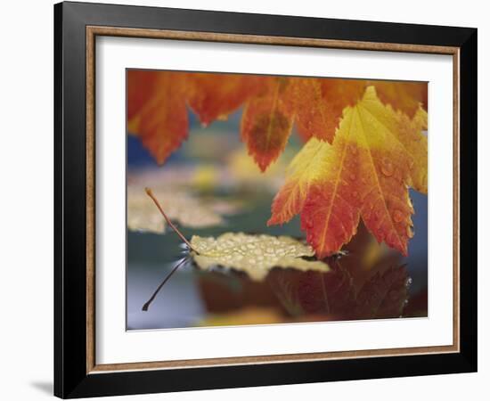 Close-up of Autumn Vine Maple Leaves Reflecting in Pool of Water, Bellingham, Washington, USA-Steve Satushek-Framed Photographic Print