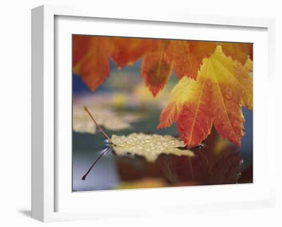 Close-up of Autumn Vine Maple Leaves Reflecting in Pool of Water, Bellingham, Washington, USA-Steve Satushek-Framed Photographic Print