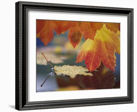 Close-up of Autumn Vine Maple Leaves Reflecting in Pool of Water, Bellingham, Washington, USA-Steve Satushek-Framed Photographic Print