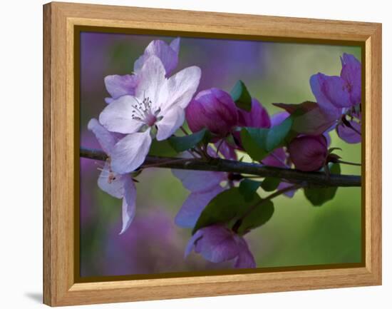 Close-Up of Azalea Flowers and Buds, Winterthur Gardens, Delaware, USA-null-Framed Premier Image Canvas