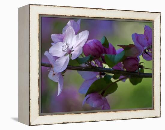 Close-Up of Azalea Flowers and Buds, Winterthur Gardens, Delaware, USA-null-Framed Premier Image Canvas