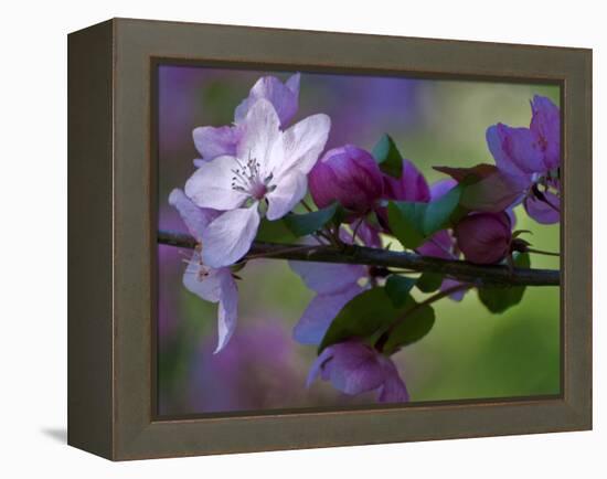 Close-Up of Azalea Flowers and Buds, Winterthur Gardens, Delaware, USA-null-Framed Premier Image Canvas