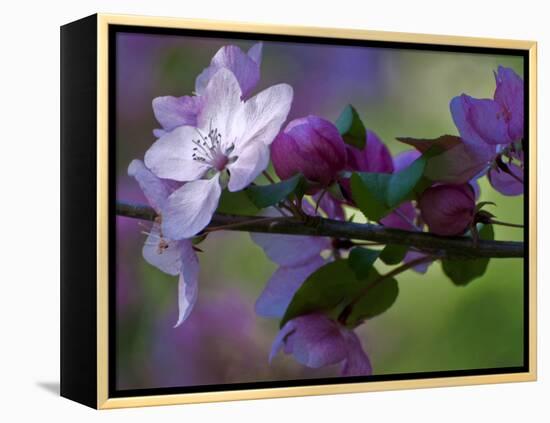 Close-Up of Azalea Flowers and Buds, Winterthur Gardens, Delaware, USA-null-Framed Premier Image Canvas