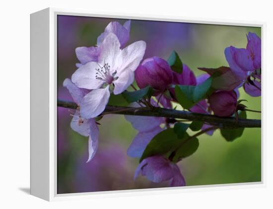 Close-Up of Azalea Flowers and Buds, Winterthur Gardens, Delaware, USA-null-Framed Premier Image Canvas