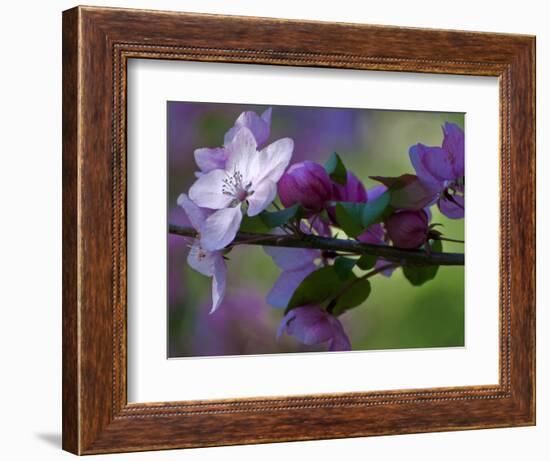 Close-Up of Azalea Flowers and Buds, Winterthur Gardens, Delaware, USA-null-Framed Photographic Print