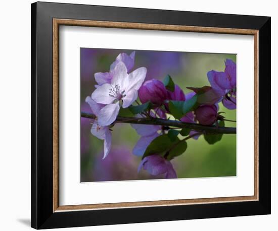 Close-Up of Azalea Flowers and Buds, Winterthur Gardens, Delaware, USA-null-Framed Photographic Print