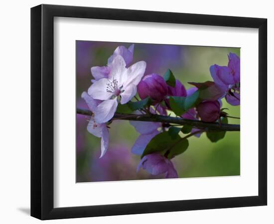 Close-Up of Azalea Flowers and Buds, Winterthur Gardens, Delaware, USA-null-Framed Photographic Print