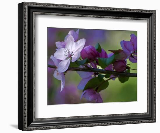 Close-Up of Azalea Flowers and Buds, Winterthur Gardens, Delaware, USA-null-Framed Photographic Print