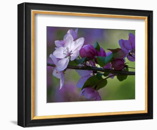 Close-Up of Azalea Flowers and Buds, Winterthur Gardens, Delaware, USA-null-Framed Photographic Print