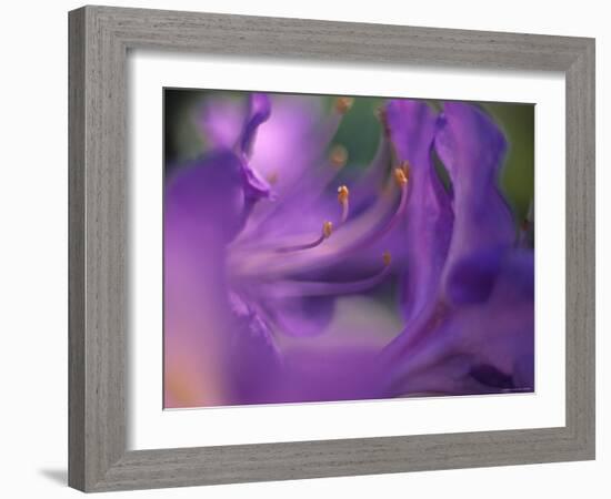 Close-Up of Azalia Flowers-Jon Arnold-Framed Photographic Print