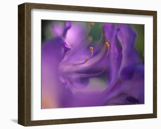 Close-Up of Azalia Flowers-Jon Arnold-Framed Photographic Print