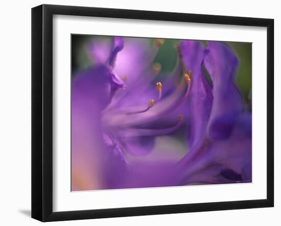 Close-Up of Azalia Flowers-Jon Arnold-Framed Photographic Print