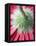 Close-Up of Back of Red Gerbera Daisy-Clive Nichols-Framed Premier Image Canvas