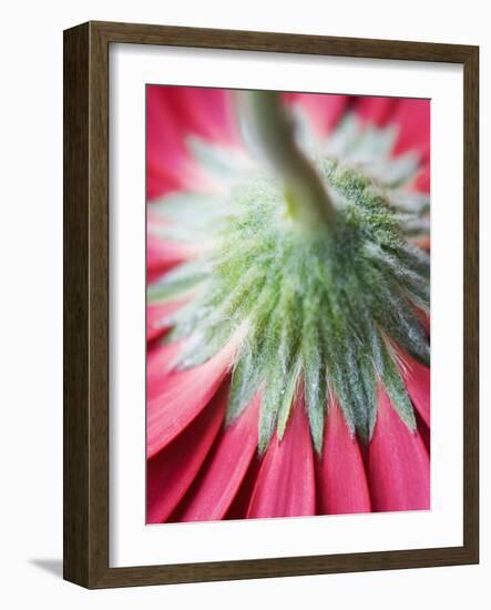 Close-Up of Back of Red Gerbera Daisy-Clive Nichols-Framed Photographic Print