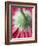 Close-Up of Back of Red Gerbera Daisy-Clive Nichols-Framed Photographic Print