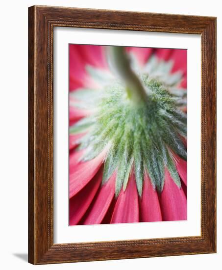 Close-Up of Back of Red Gerbera Daisy-Clive Nichols-Framed Photographic Print