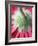 Close-Up of Back of Red Gerbera Daisy-Clive Nichols-Framed Photographic Print