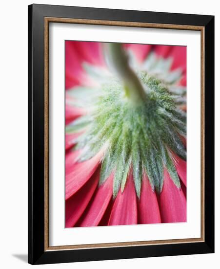 Close-Up of Back of Red Gerbera Daisy-Clive Nichols-Framed Photographic Print