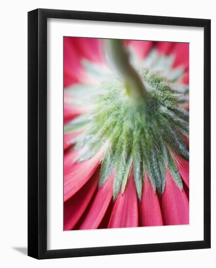 Close-Up of Back of Red Gerbera Daisy-Clive Nichols-Framed Photographic Print