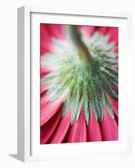 Close-Up of Back of Red Gerbera Daisy-Clive Nichols-Framed Photographic Print