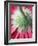 Close-Up of Back of Red Gerbera Daisy-Clive Nichols-Framed Photographic Print