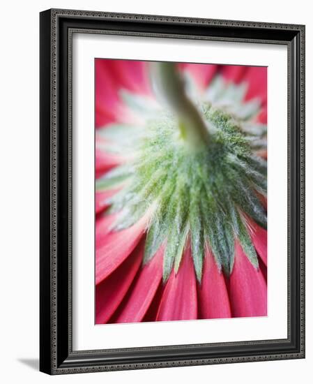 Close-Up of Back of Red Gerbera Daisy-Clive Nichols-Framed Photographic Print