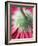 Close-Up of Back of Red Gerbera Daisy-Clive Nichols-Framed Photographic Print