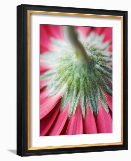 Close-Up of Back of Red Gerbera Daisy-Clive Nichols-Framed Photographic Print