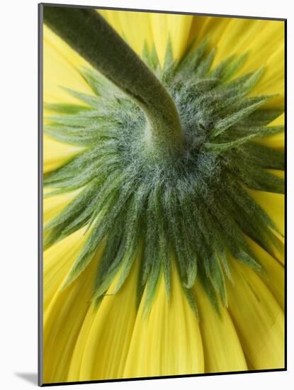 Close-Up of Back of Yellow Gerbera Daisy-Clive Nichols-Mounted Photographic Print