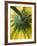 Close-Up of Back of Yellow Gerbera Daisy-Clive Nichols-Framed Photographic Print