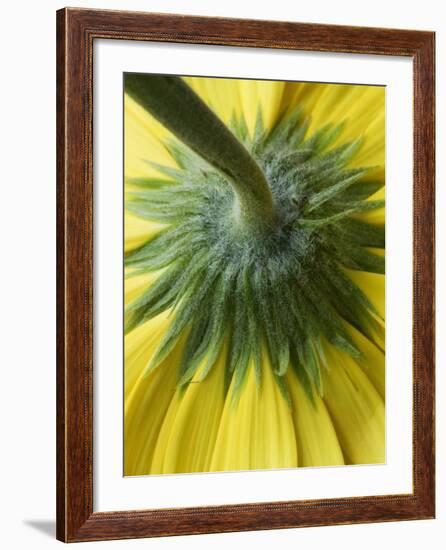 Close-Up of Back of Yellow Gerbera Daisy-Clive Nichols-Framed Photographic Print