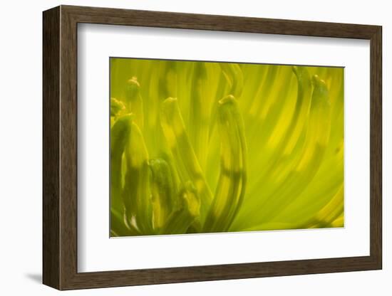 Close Up of Backlit Chrysanthemum Flower-Rona Schwarz-Framed Photographic Print