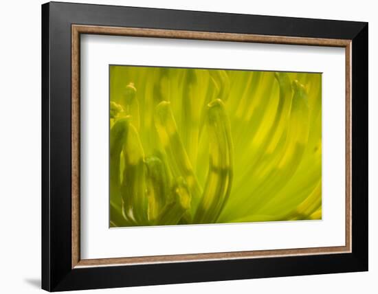 Close Up of Backlit Chrysanthemum Flower-Rona Schwarz-Framed Photographic Print