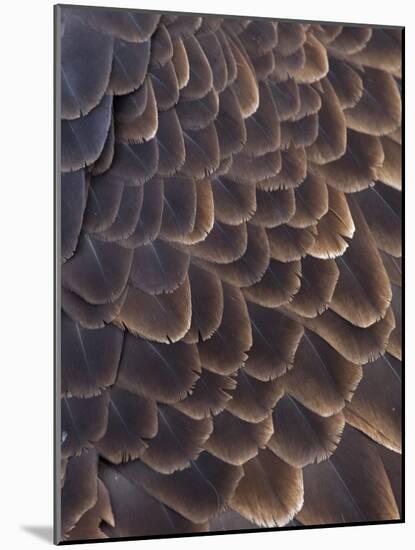 Close-up of Bald Eagle feather, Homer, Alaska, USA-Keren Su-Mounted Photographic Print