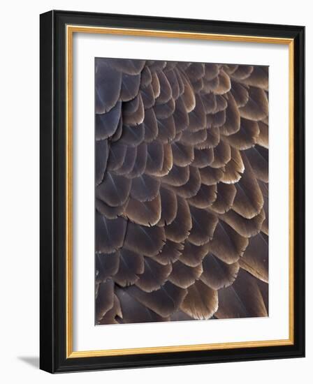 Close-up of Bald Eagle feather, Homer, Alaska, USA-Keren Su-Framed Photographic Print