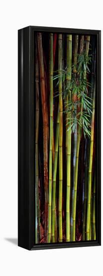 Close-Up of Bamboos, Kanapaha Botanical Gardens, Gainesville, Florida, USA-null-Framed Stretched Canvas