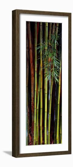 Close-Up of Bamboos, Kanapaha Botanical Gardens, Gainesville, Florida, USA-null-Framed Photographic Print